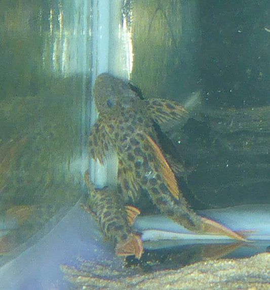 L 600 Catfish (Pseudacanthicus leopardus)