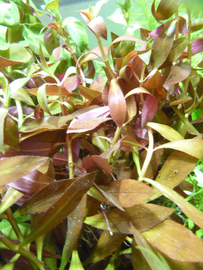 Live Plant Hygrophila RED Bunch