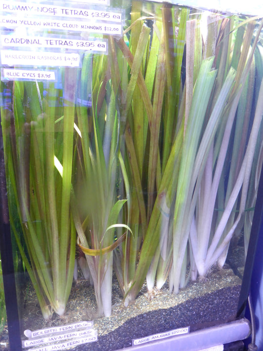 Live Plant Giant Vallisneria Bunch