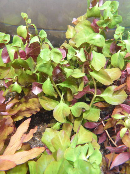 Live Plant Ludwigia Repens Bunch