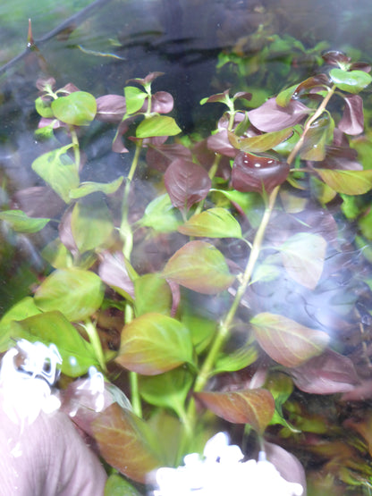 Live Plant Ludwigia Repens Bunch