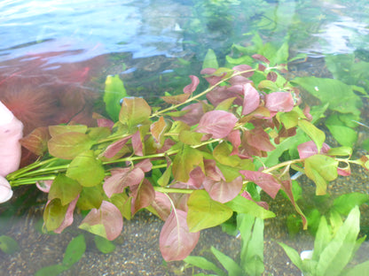 Live Plant Ludwigia Repens Bunch