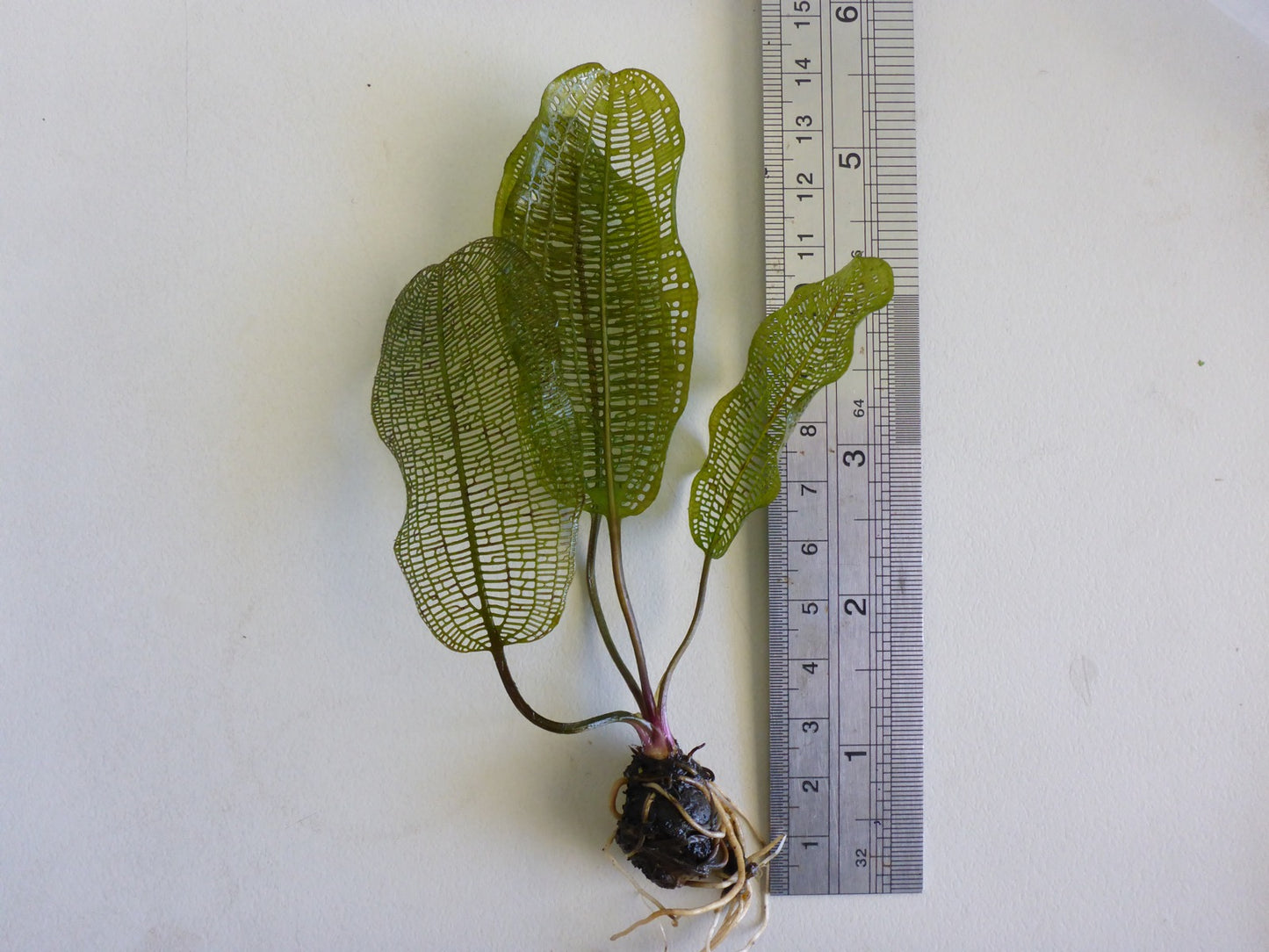 Madagascar Lace Plant Broad Leaf