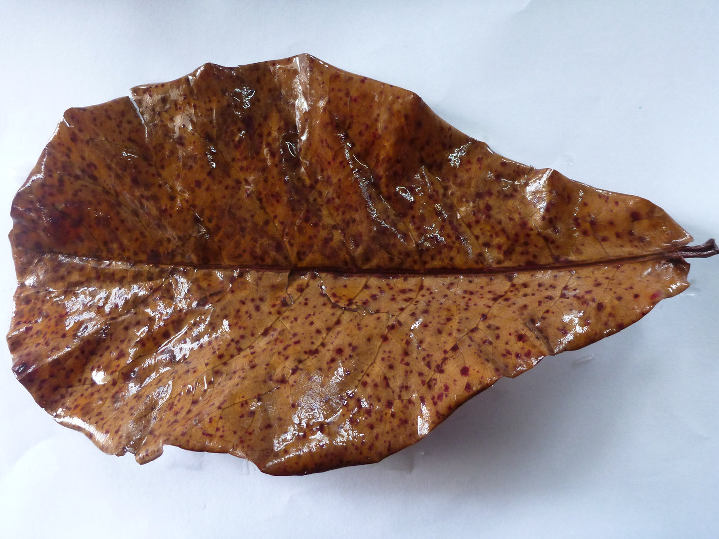 Terminalia/Indian Almond Leaves x1