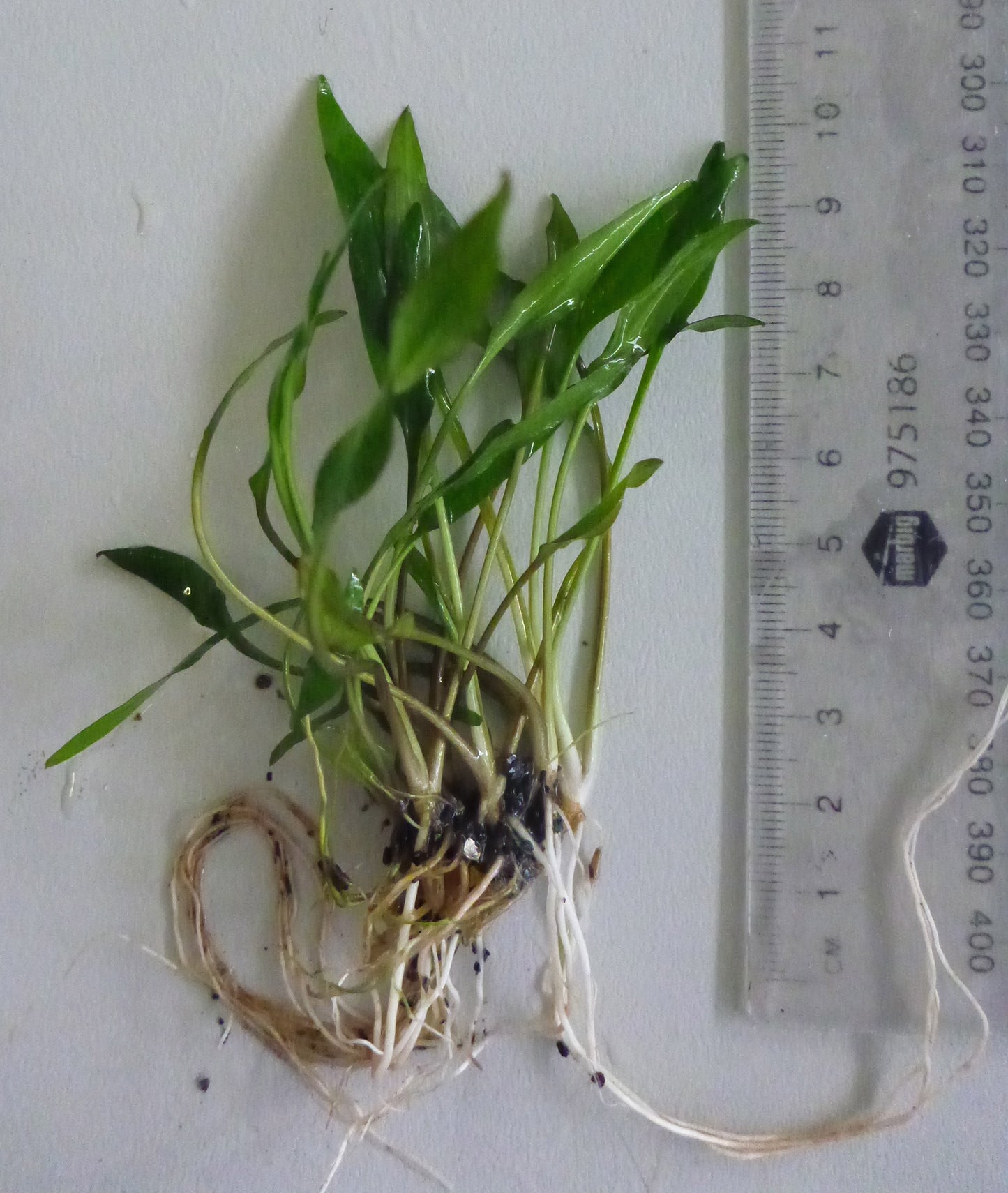 Live Cryptocoryne lutea per clump