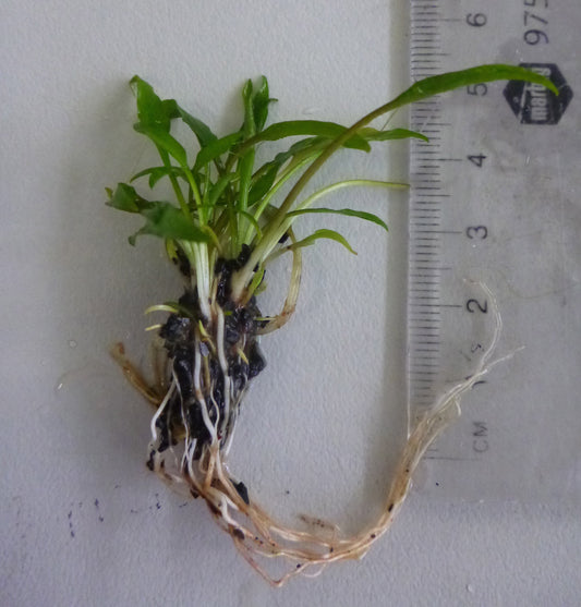 Live Cryptocoryne lucens per clump