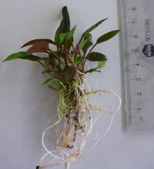 Live Cryptocoryne wendtii per clump