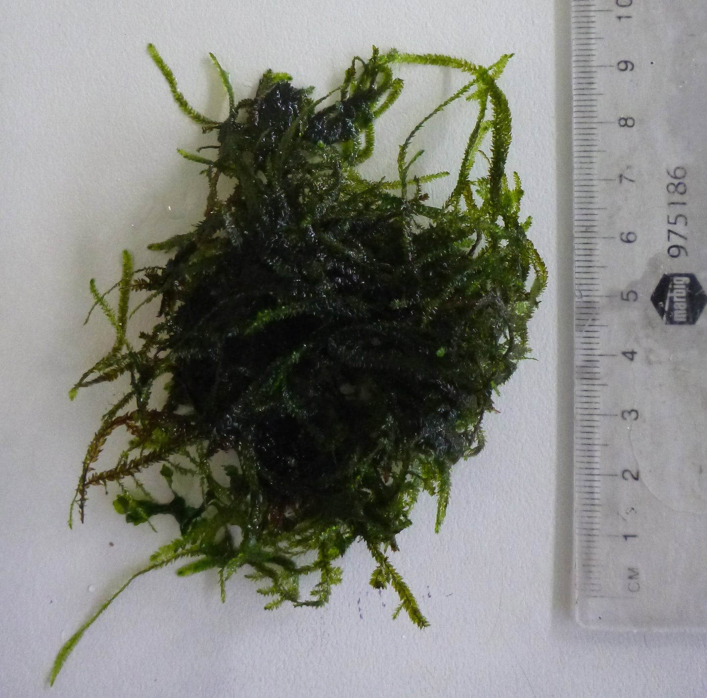 Live Java moss