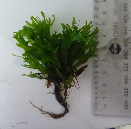 Live Windeløv Java fern per clump 10cm-15cm ON DRIFTWOOD PIECE