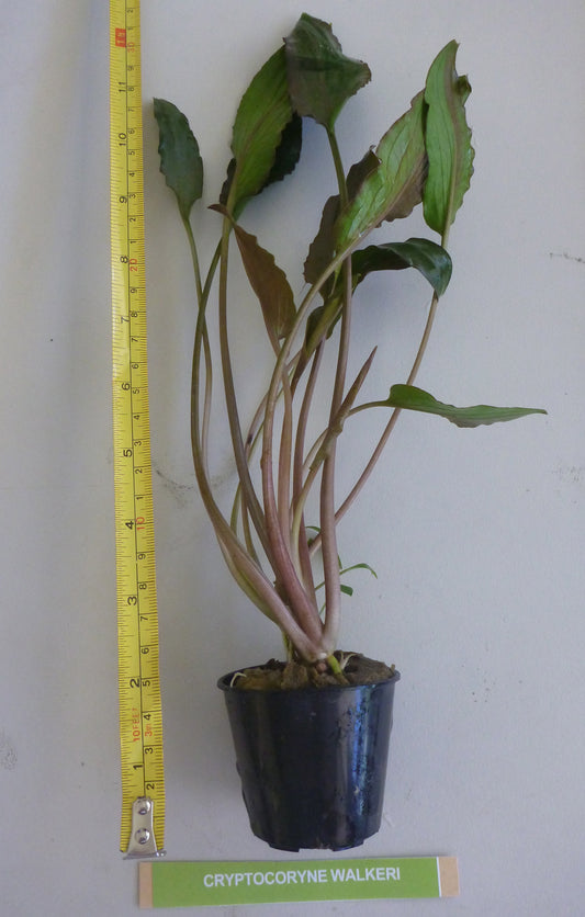 Live Cryptocoryne walkeri potted