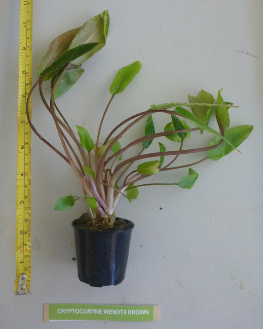 Live Cryptocoryne wendtii potted