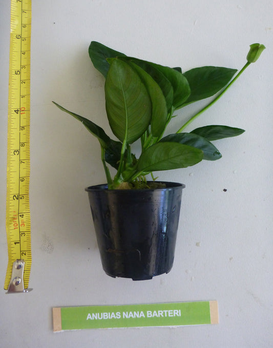 Live Anubias nana/barteri potted