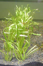 Live Plant Chain sword (Helanthium tenellum)