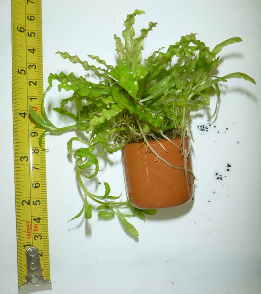 Pogostemon Helferi potted