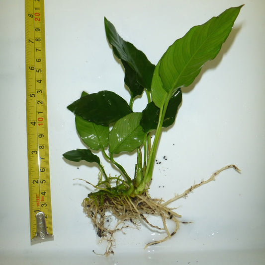 Live Anubias paco Bare root