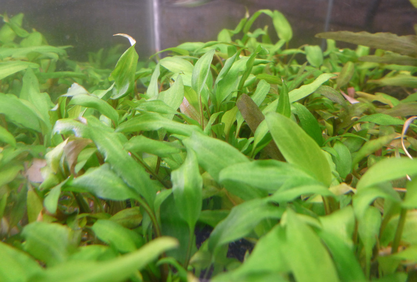 Live  Cryptocoryne beckettii  plant