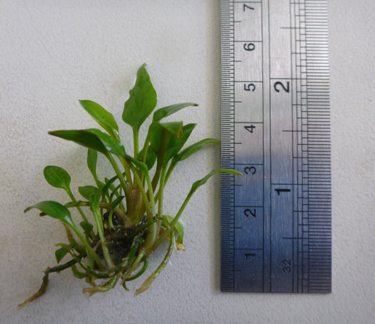 Live  Cryptocoryne walkeri plant