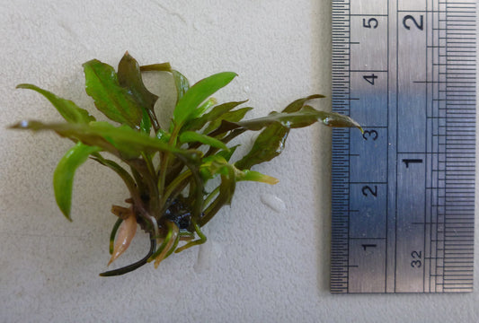 Live  Cryptocoryne wendtii Tropica plant