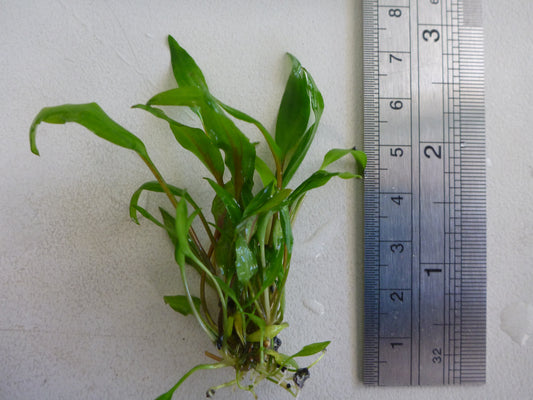 Live  Cryptocoryne beckettii  plant