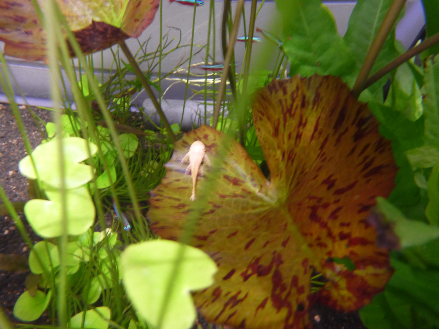 Live Plant Tiger Lotus - Red