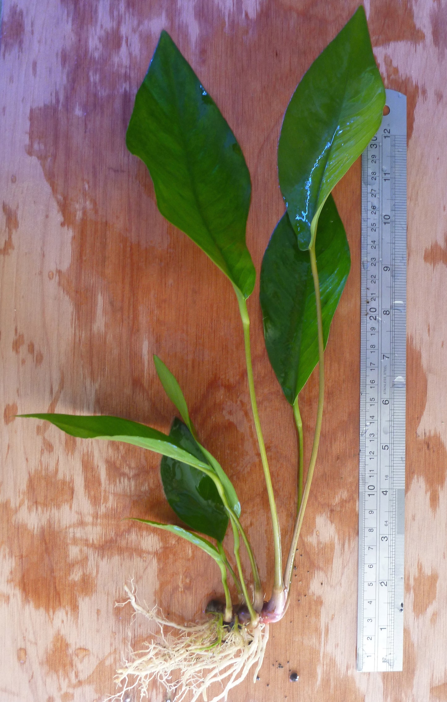 Live  assorted Anubias  plant large size