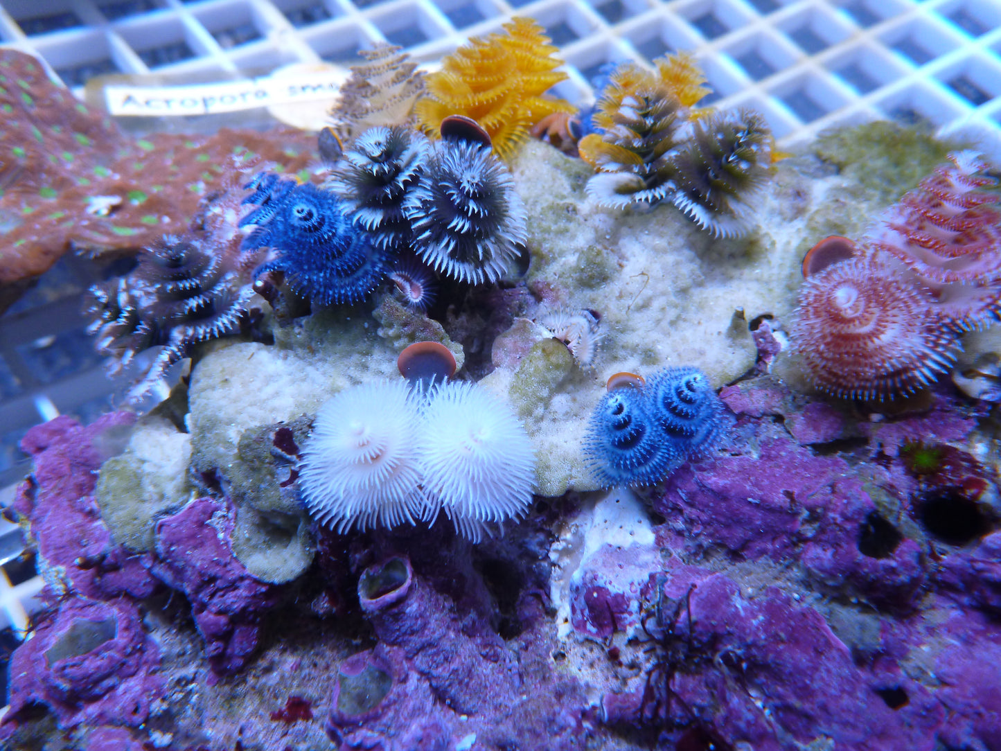 Christmas tree worm rock small