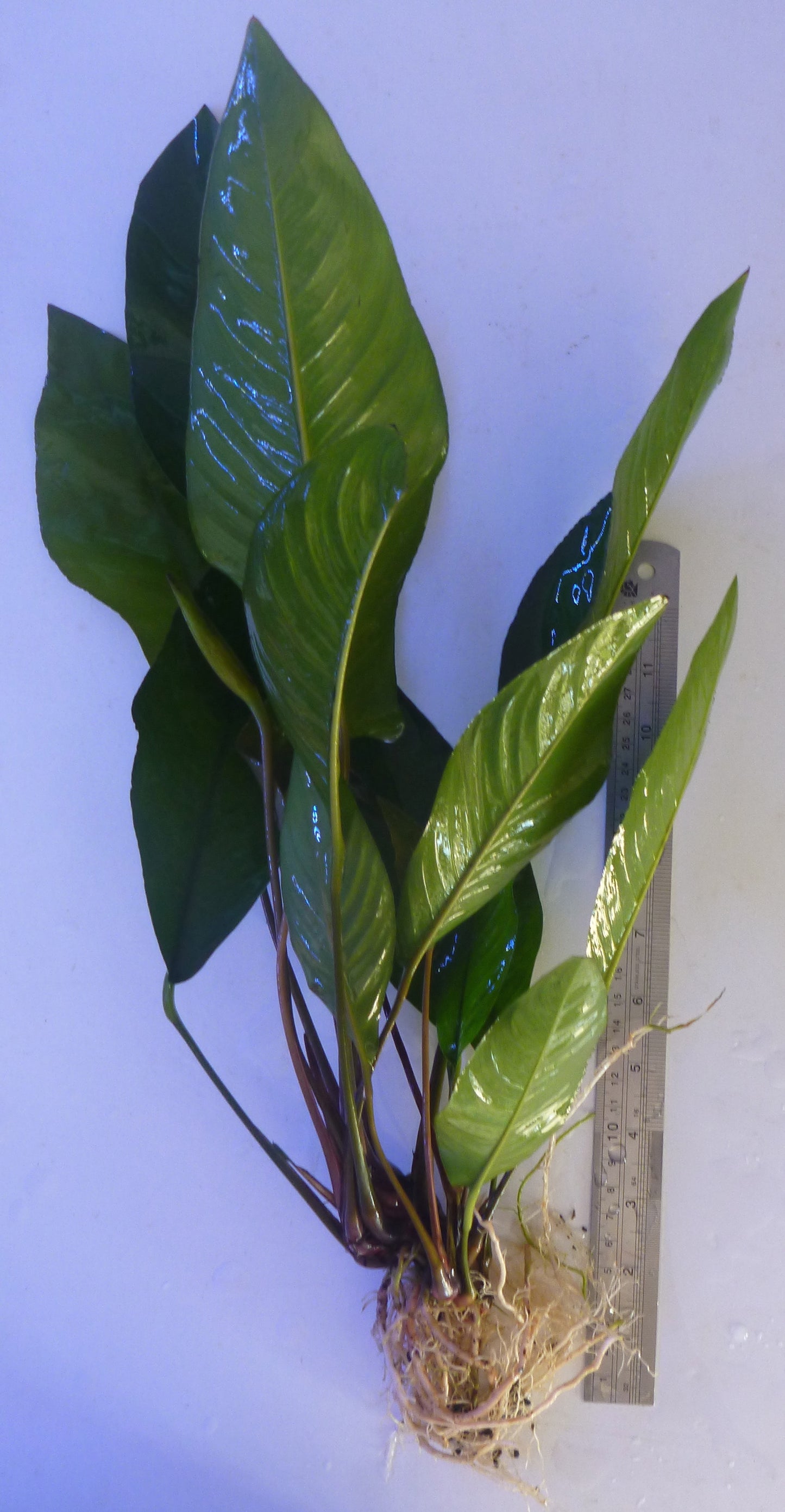 Live  assorted Anubias  plant large size