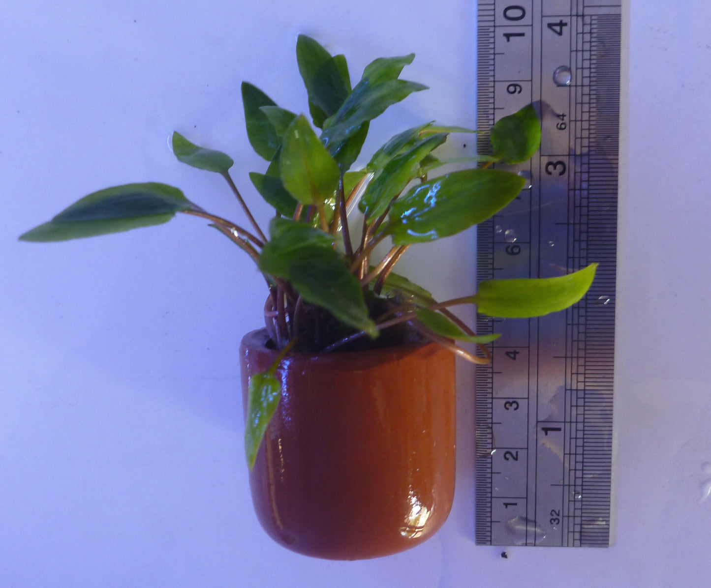 Live plant Small potted Cryptocorynes