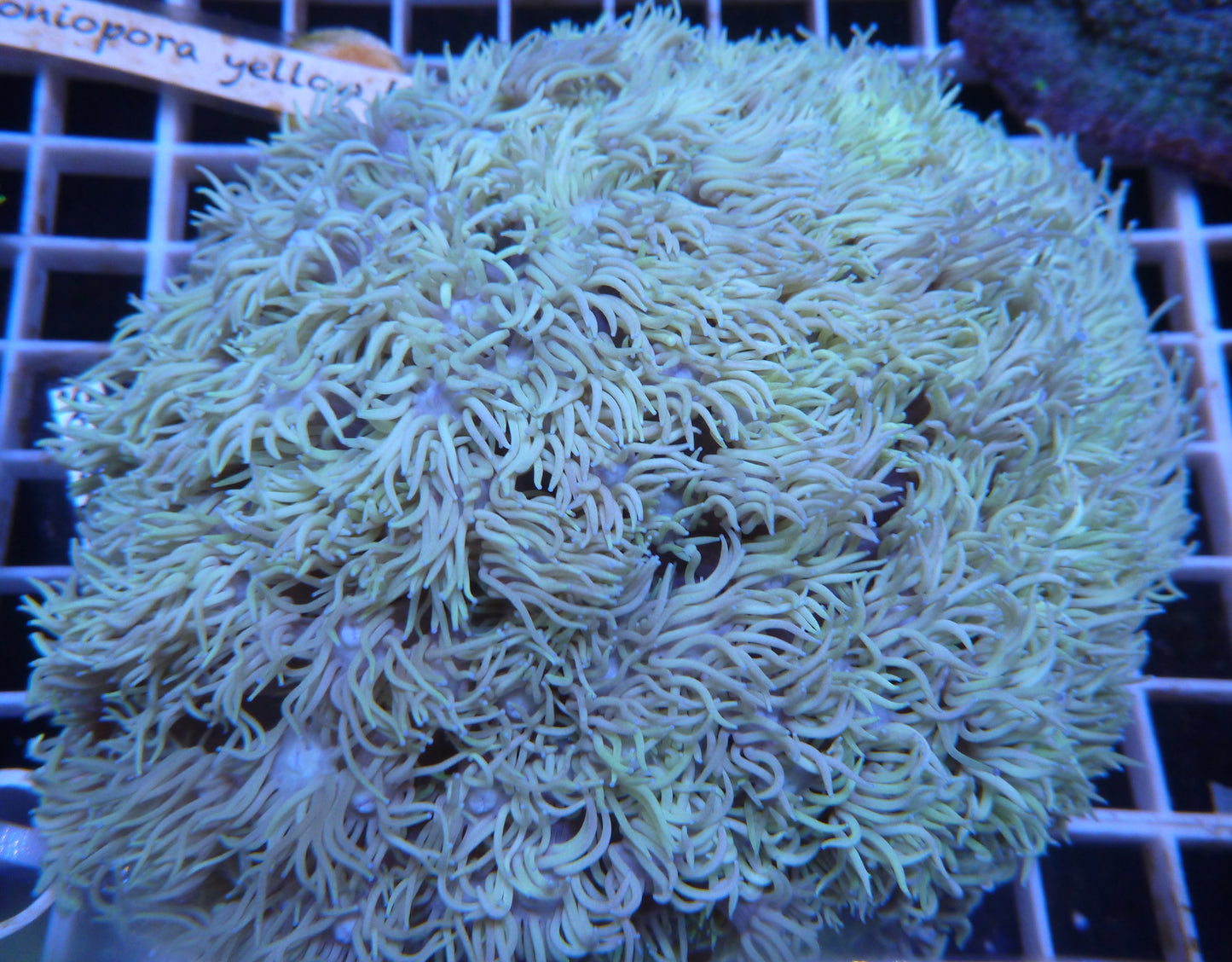 Goniopora & Alveopora coral assorted MEDIUM