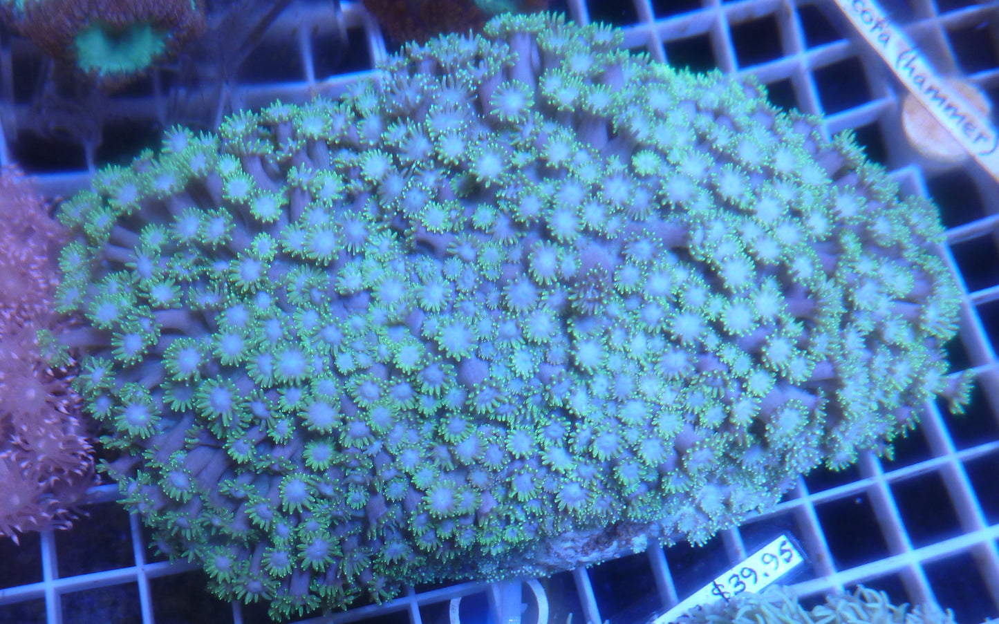 Goniopora & Alveopora coral assorted MEDIUM