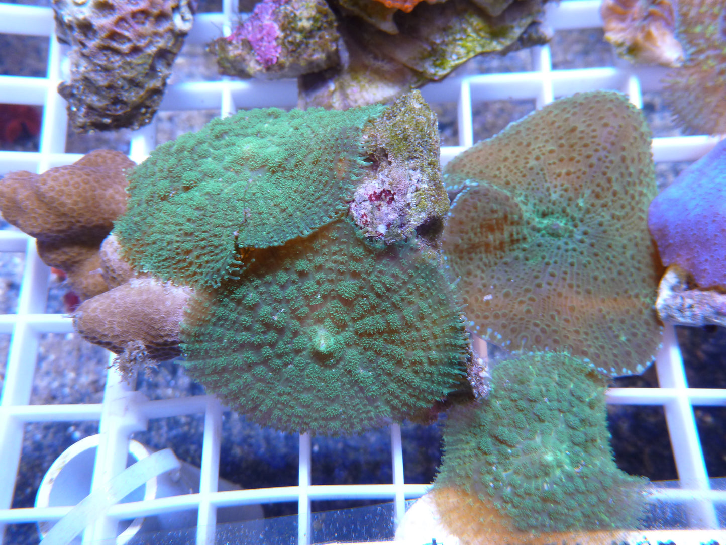 Assorted Corallimorphs (Actinodiscus)