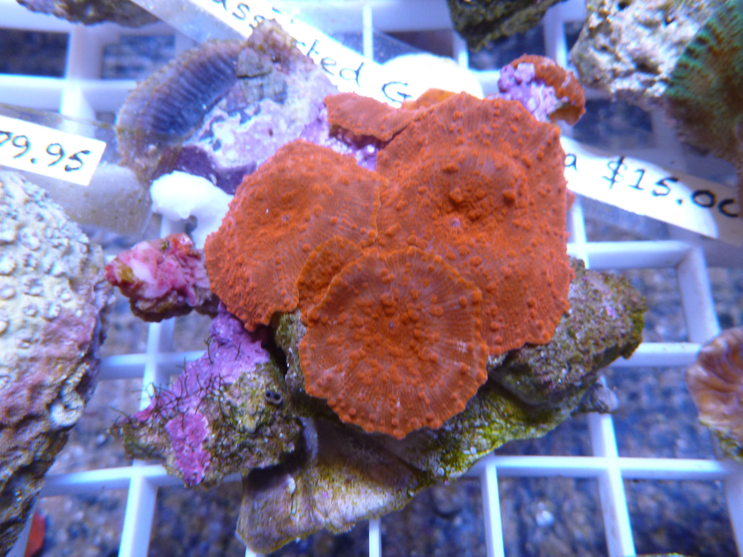 Assorted Corallimorphs (Actinodiscus)