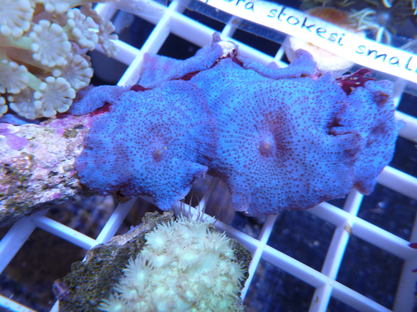 Assorted Corallimorphs (Actinodiscus)