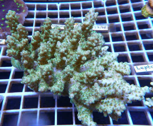 Assorted Acropora