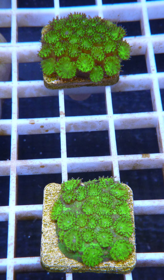 Green Cyphastrea sp frags