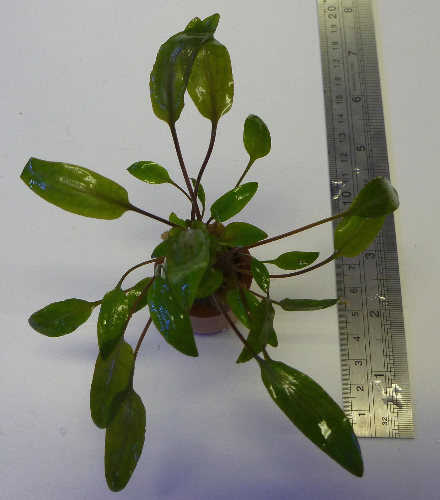 Live Plant Cryptocoryne undulatus