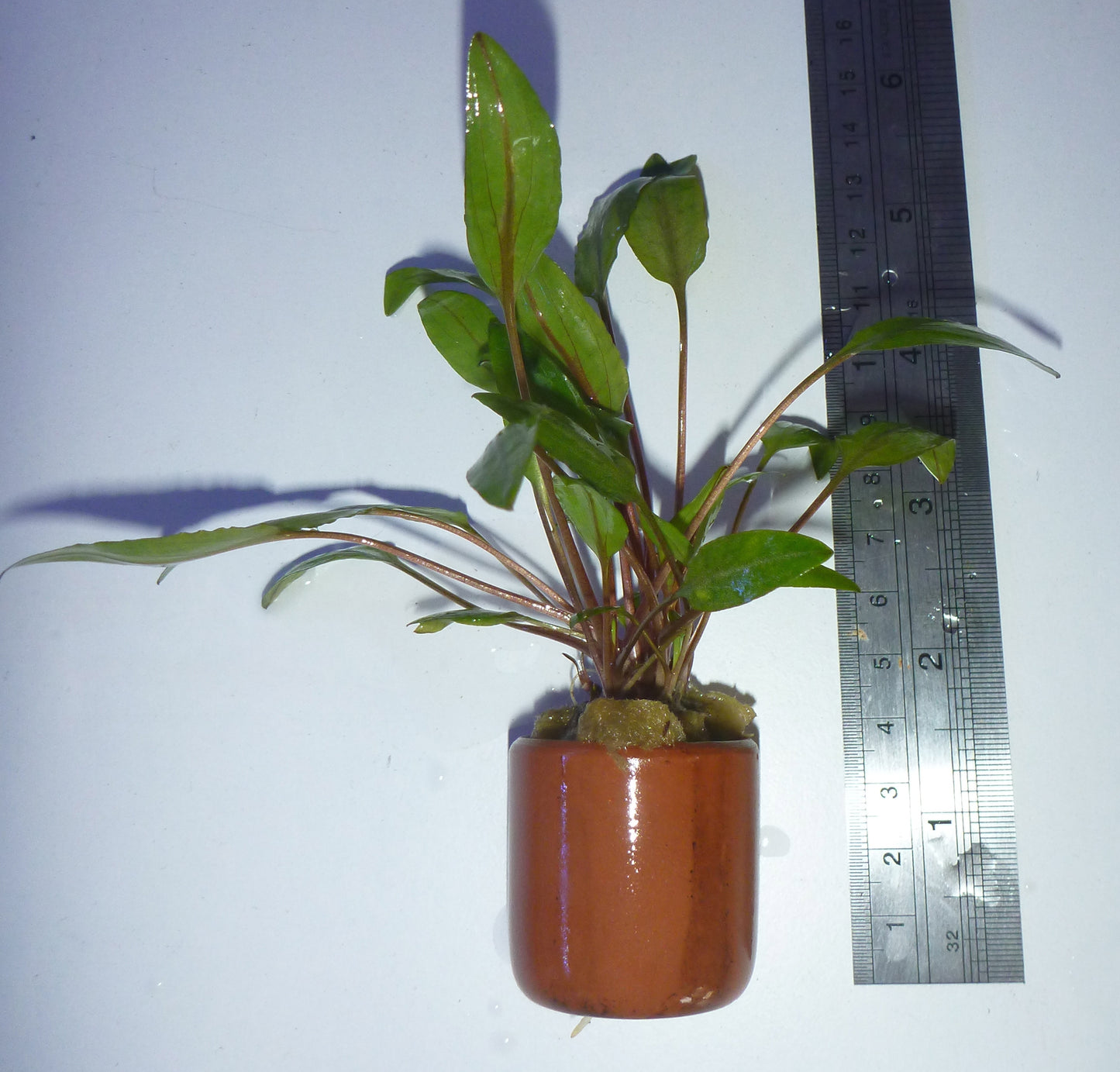 Live Plant Cryptocoryne undulatus