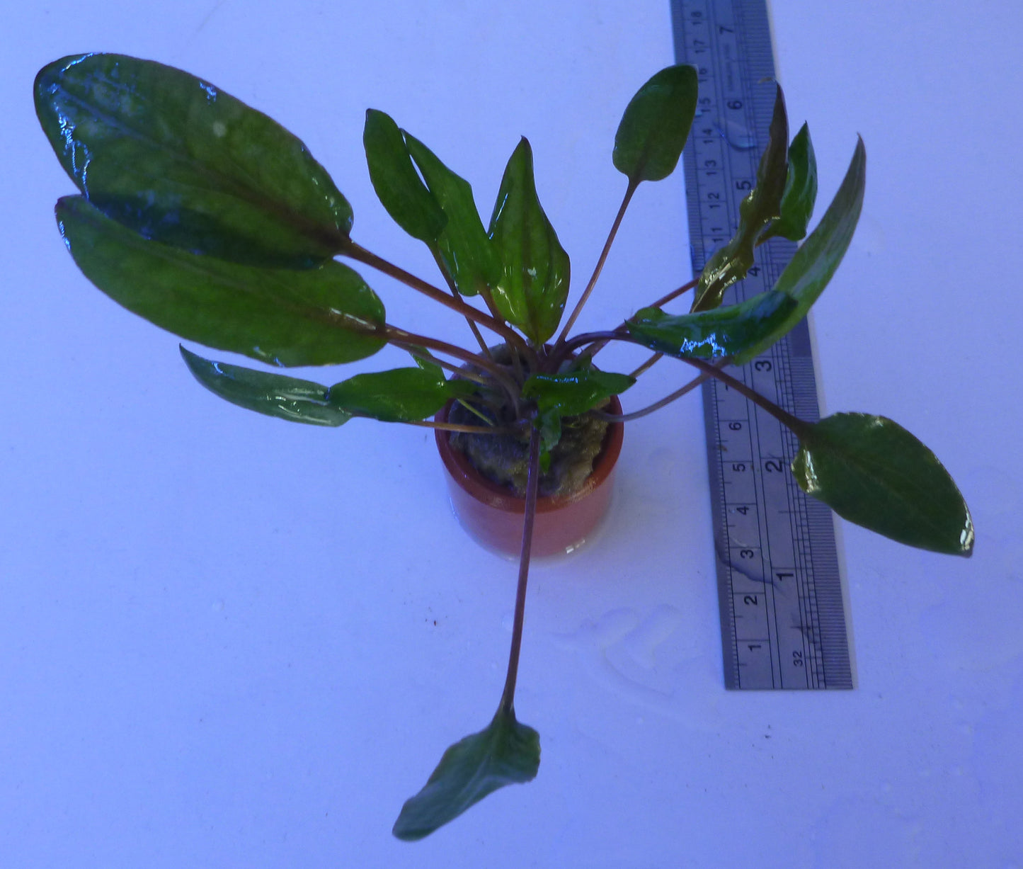 Live plant Cryptocoryne Mi-Oya