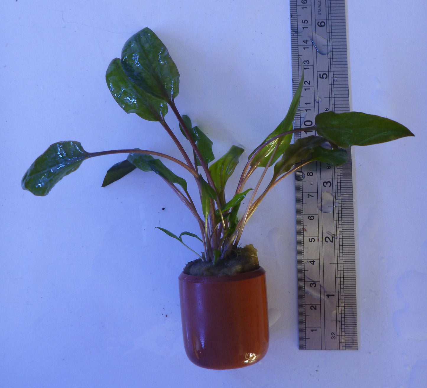 Live plant Cryptocoryne Mi-Oya