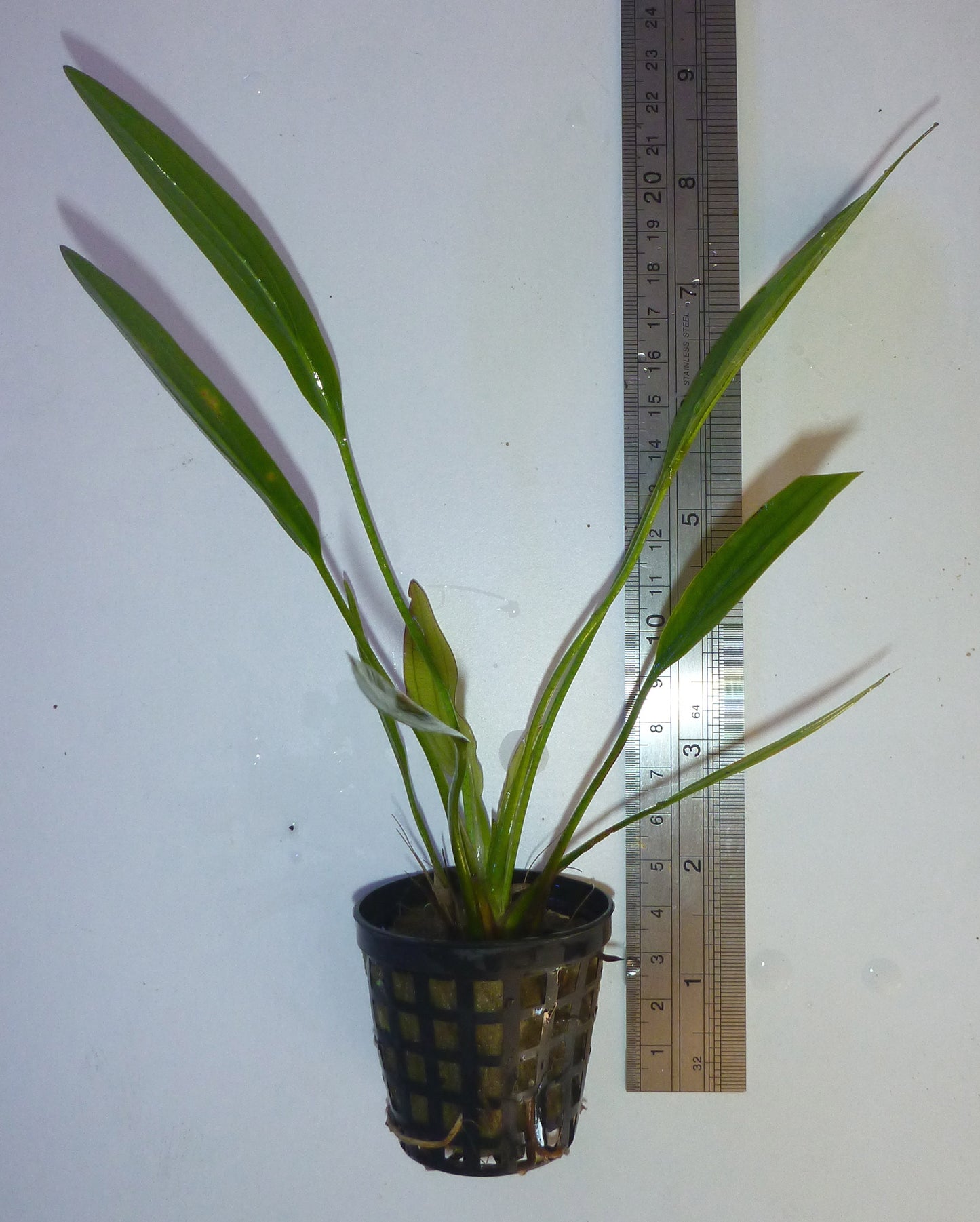 Live plant Uruguayensis Amazon Sword