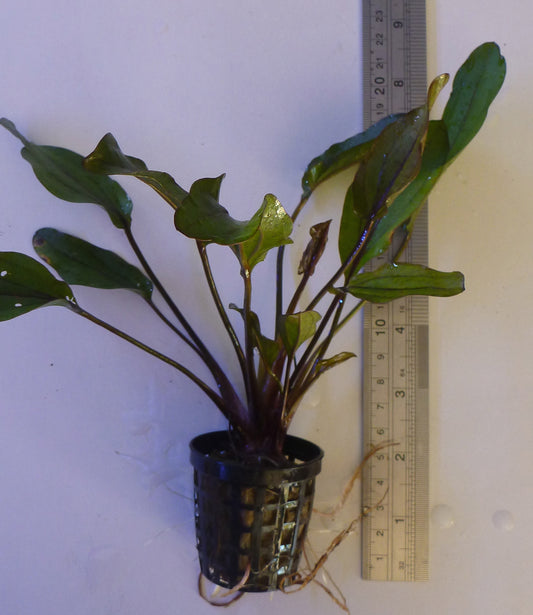 Live plant Lothario Amazon Sword