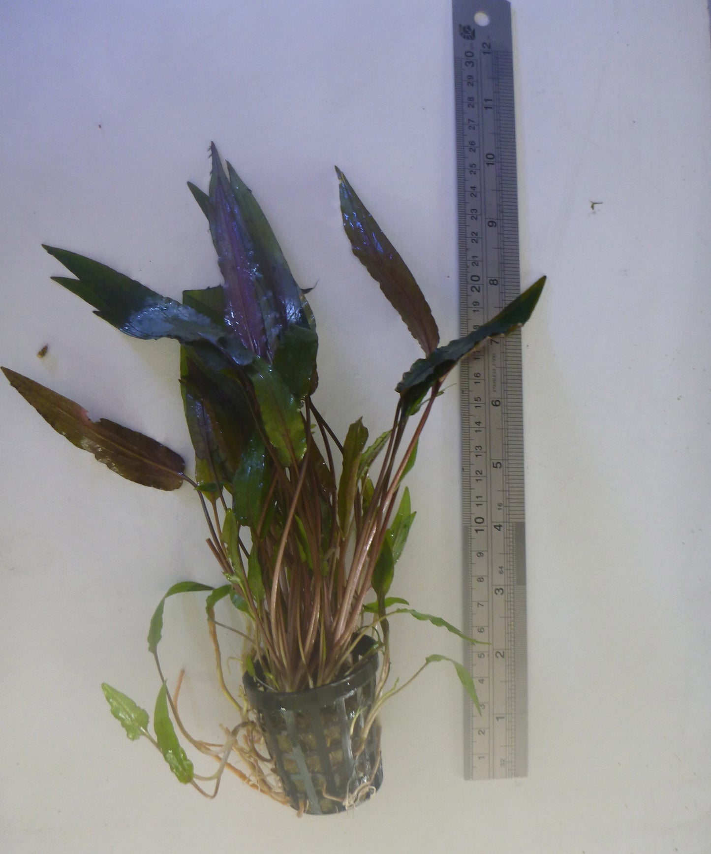 Live plant Large potted Cryptocorynes submerse grown