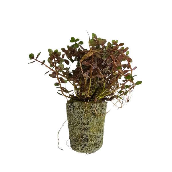 Live plant Rotala rotundifolia ‘Colorata’