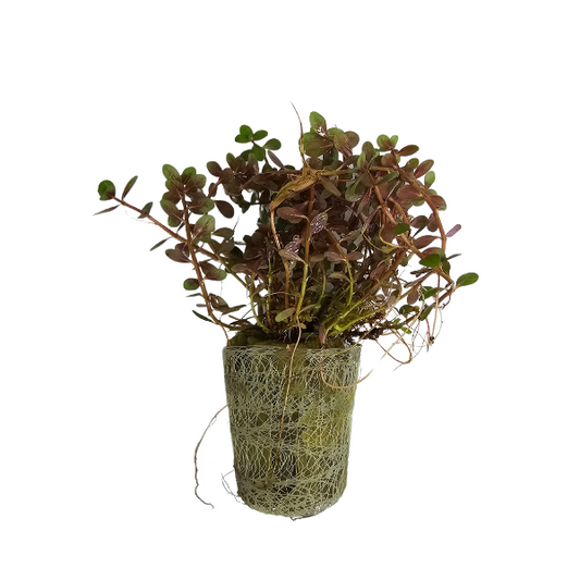 Live plant Rotala rotundifolia ‘Colorata’