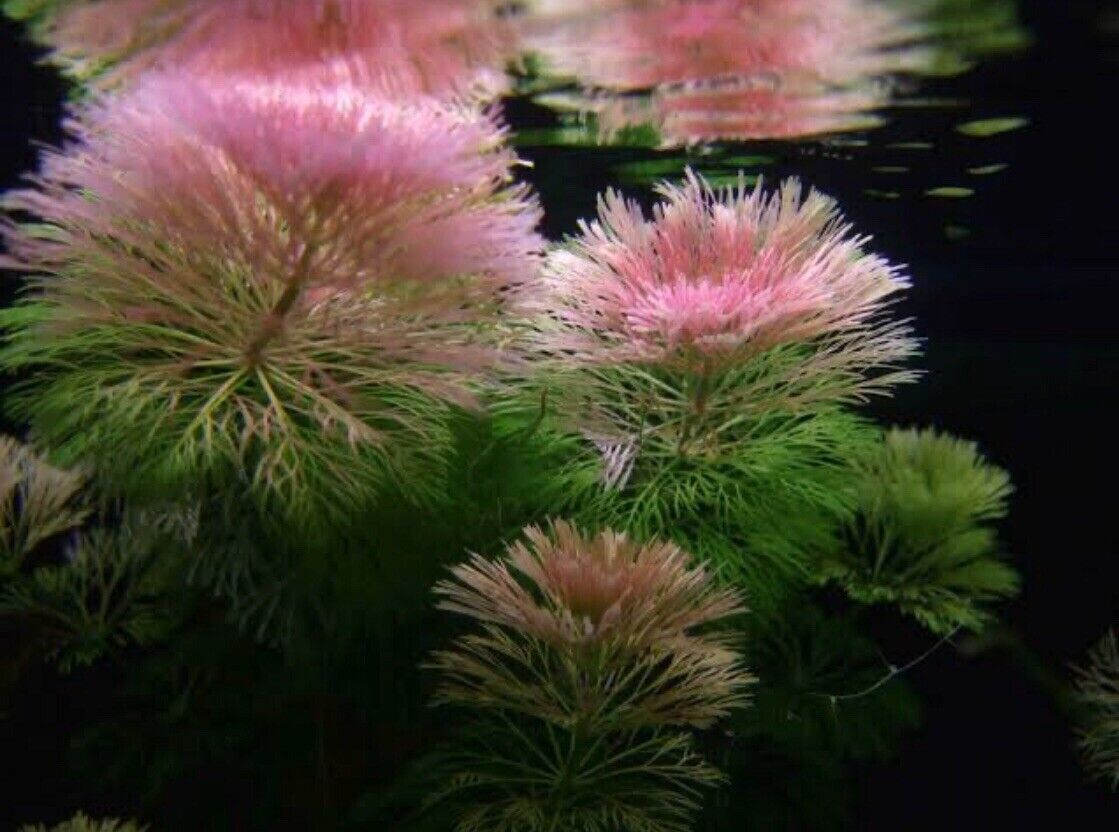 Live Plant Pink Ambulia bunch