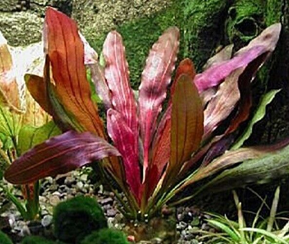 Live Plant Echinodorus 'Red Devil' 5cm pot