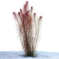 Live Plant Rotala Wallichii Bunch