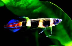 Clown Panchax (Epiplatys annulatus) males only