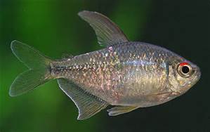 Diamond Tetras 2.5CM