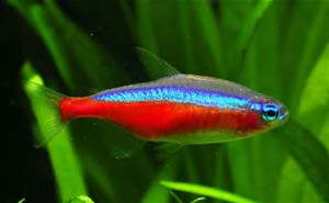 Cardinal Tetras 2.5CM